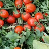 پخش گوجه ربی