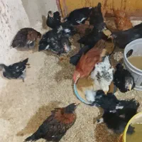 جوجه محلی خوب واکسن خورده سه ماهه
