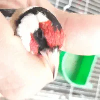 سهره|پرنده|نسیم‌شهر, |دیوار