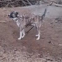 واگذاری سک گله اصیل، آماده نگهبانی|سگ|مشهد, نظام دوست|دیوار