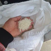 برنج هاشمی درجه ۱ امسال