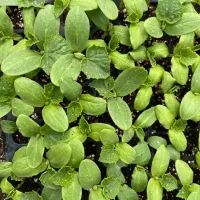 نشا خیار خارجی سینی ۳۰۰ت