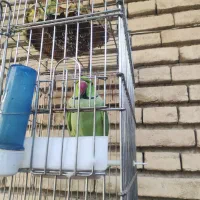 طولی ملنگوی نر|پرنده|خلخال, |دیوار