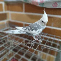 عروس هلندی البینو