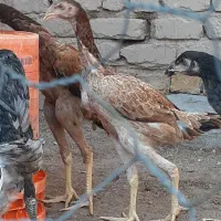 تخم مرغ لاری|حیوانات مزرعه|قزوین, |دیوار