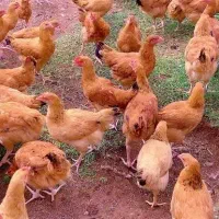 فروش ویژه مرغ تخمگذار لوهمن تعداد بالا