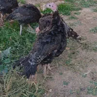 بوقلمون برنز نر|حیوانات مزرعه|چگنی, |دیوار