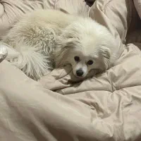 نژاد پام اسپیتز