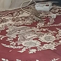 سهره خاکی|پرنده|زرقان, |دیوار