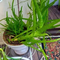 استند با گل و گلدان|گل و گیاه طبیعی|تبریز, |دیوار