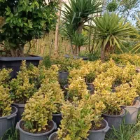 گل و گیاه بیرونی|گل و گیاه طبیعی|خرم‌آباد (تنکابن), |دیوار