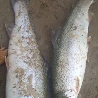 ماهی قزل الا فروشی زنده از سرشیلات