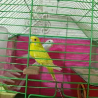 ۳تا مرغ عشق زیبا