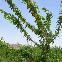 فروش باغ|فروش زمین و ملک کلنگی|خلجستان, |دیوار