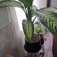 گل با چهار پایه