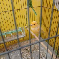 قناری پرتغالی نر