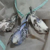 سرلاکی نرمی خور جوجه دستی