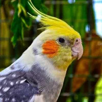 دو تا عروس هلندی نر ماده گمشده