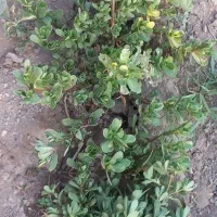 خرفه|خوردنی و آشامیدنی|کرمانشاه, |دیوار