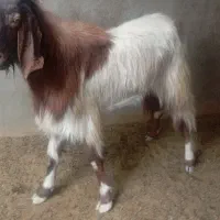 پازن گوشتی زیر قیمت|حیوانات مزرعه|سعدآباد, |دیوار