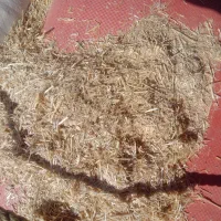 کاه گندم|لوازم جانبی حیوانات|زاهدان, |دیوار