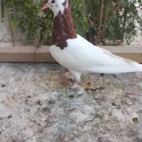 طوقی|پرنده|خمینی‌شهر, |دیوار
