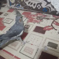 دو عدد عروس هلندی|پرنده|آمل, |دیوار