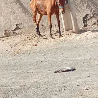 اسب|اسب و تجهیزات اسب‌سواری|کرمان, |دیوار