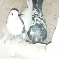 کبوتر|پرنده|آشخانه, |دیوار