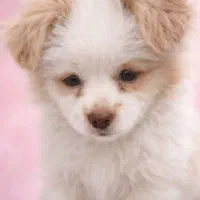 سگ پامر اشپیدز