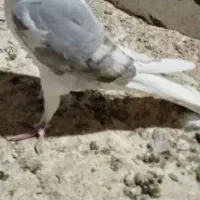 پشت گراف نر|پرنده|تربت جام, یحیی آباد|دیوار