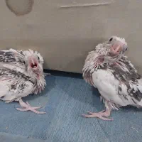 جوجه عروس هلندی البینو