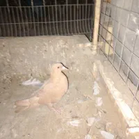 کبوتر زرد کرمانی سینه وطوقی