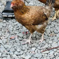 نیمچه گلین مرغ و خروس کارچ شو اصل کاکل|حیوانات مزرعه|کردکوی, |دیوار