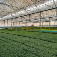 نشاگوجه فلفل بادمجان