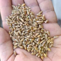 بذر  گندم آمریکایی رقم کالیفرنیا