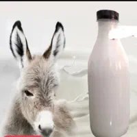 فروش شیرالاغ