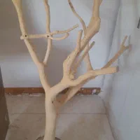 درختچه