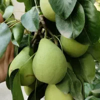 فروش یا تهاتر دوتا ویلای روستایی در مازندران|فروش خانه و ویلا|پل سفید, |دیوار