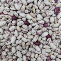 لوبیا چیتی