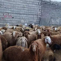 دامداری افشین یادگار|حیوانات مزرعه|اردبیل, |دیوار