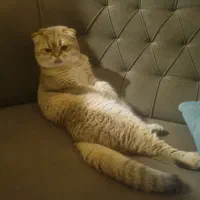 جفت یابی برای گربه نر بالغ