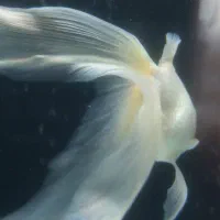 ماهی رد کاپ