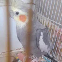 عروس هلندی مولد|پرنده|نیریز, |دیوار