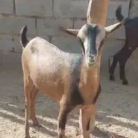 فروش چند عدد بز صلاله عمانی