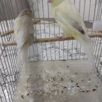 قناری یک جفت نر وماده فاز۶ پرند