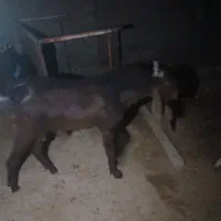 فروش نر بز افغانی یکساله|حیوانات مزرعه|دهلران, |دیوار