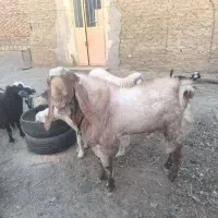 پاچن خوب|حیوانات مزرعه|هامون, |دیوار