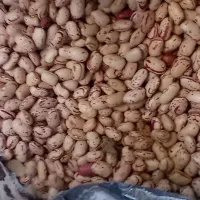 سلام لوبیا چیتی مریوان درجه یک بشرط