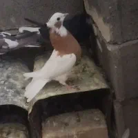کفتر